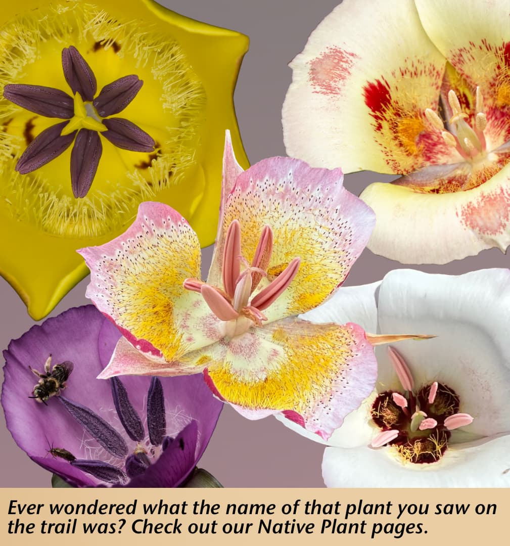 click on this image to see a gallery of plants featured in our Plant of the Month Pages