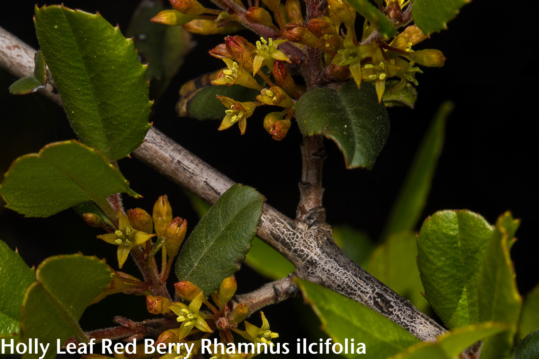 Image - Holly Leaf Red Berry