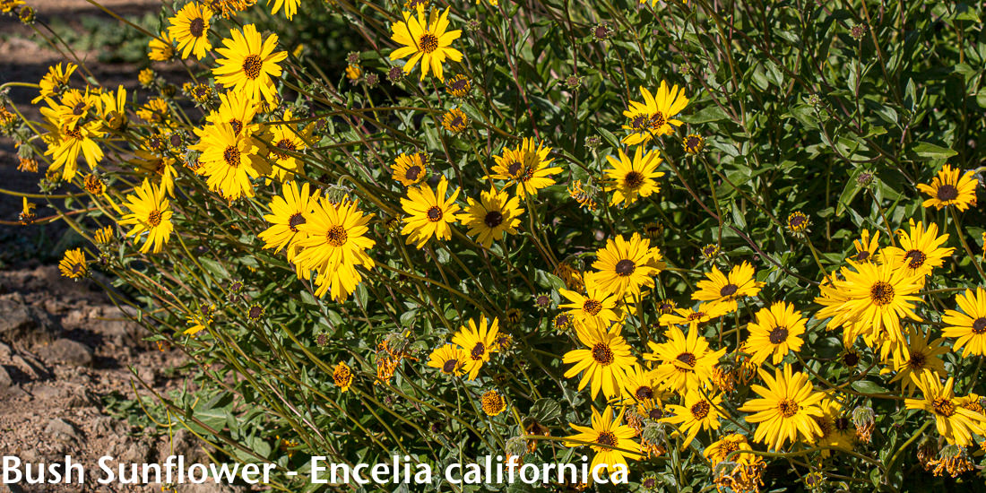 Image - Bush Sunflower