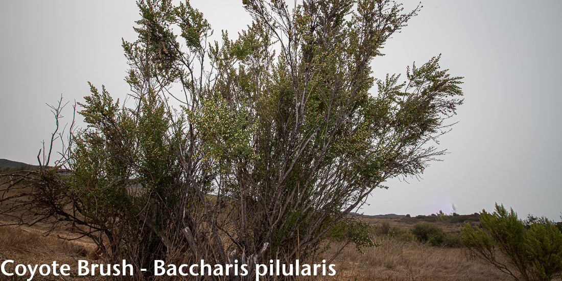 Image - Coyote Brush