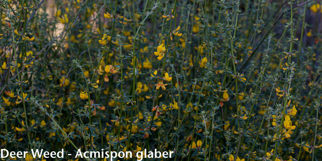 Image - Deer Weed