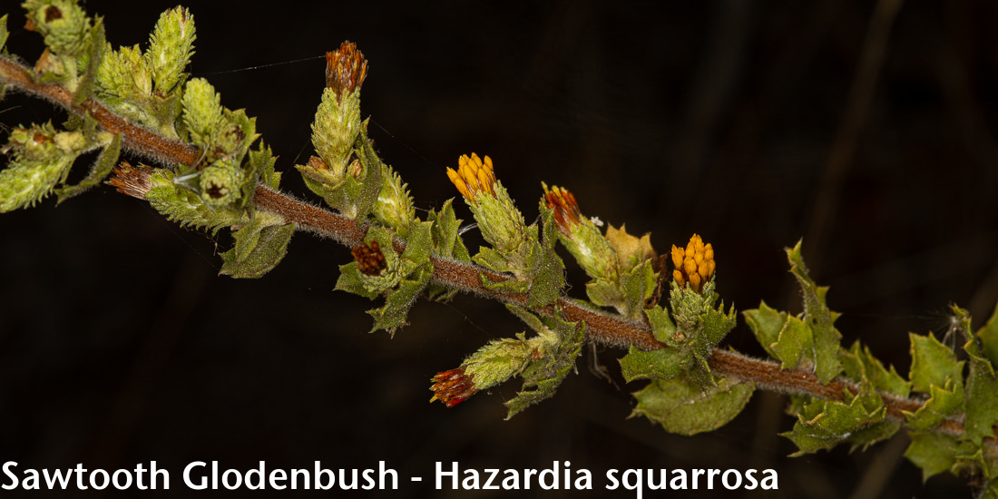 Image - Golden Bush