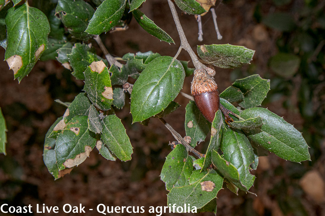 Image - Coast Live Oak