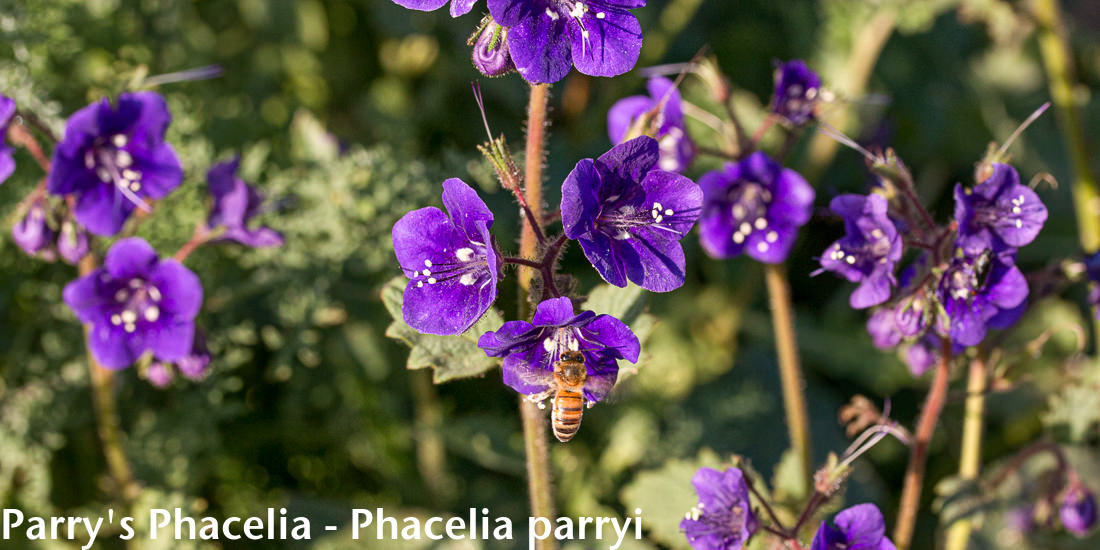 Image - Phacelia