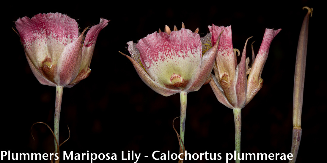 Image - Mariposa Lily