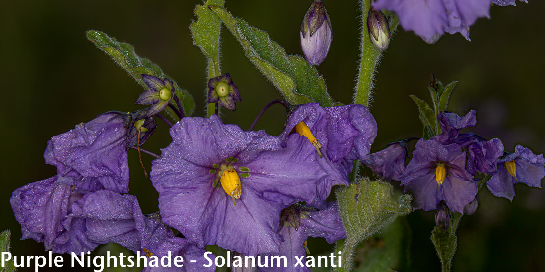 Image - Purple Nightshade