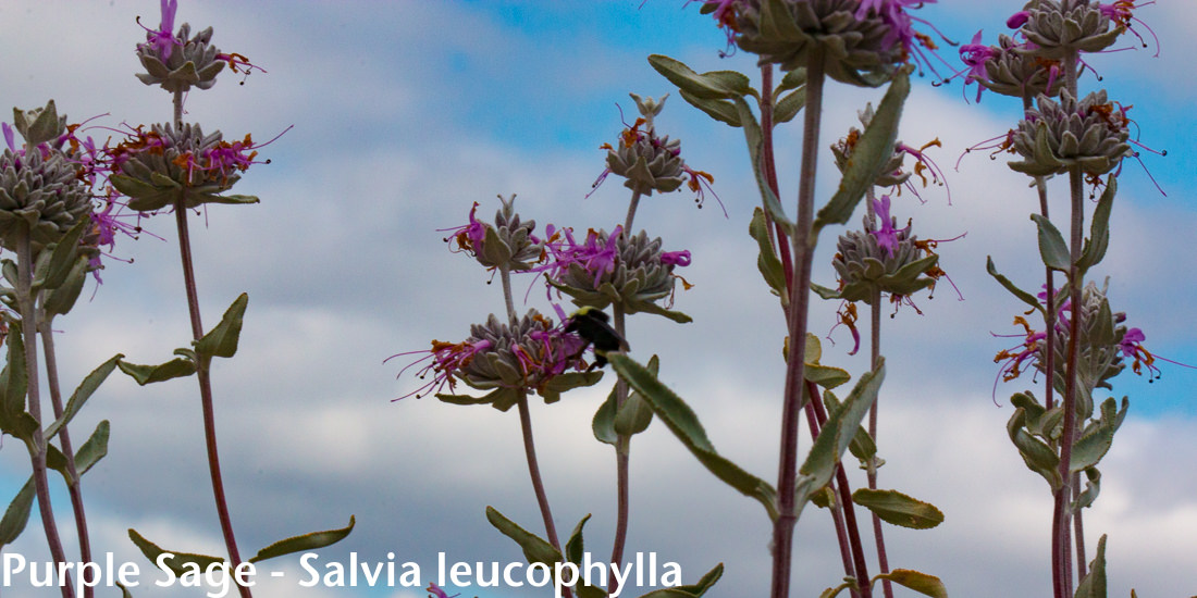 Image - Purple Sage