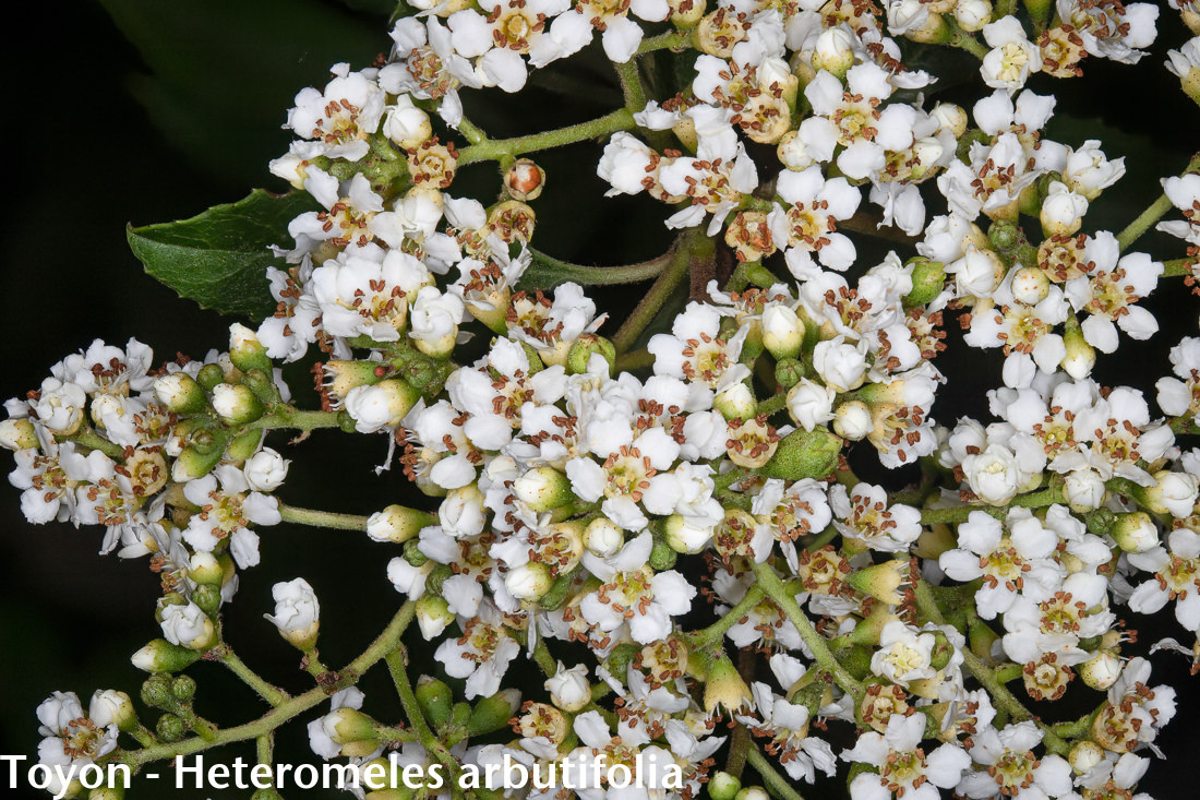 Image - Toyon