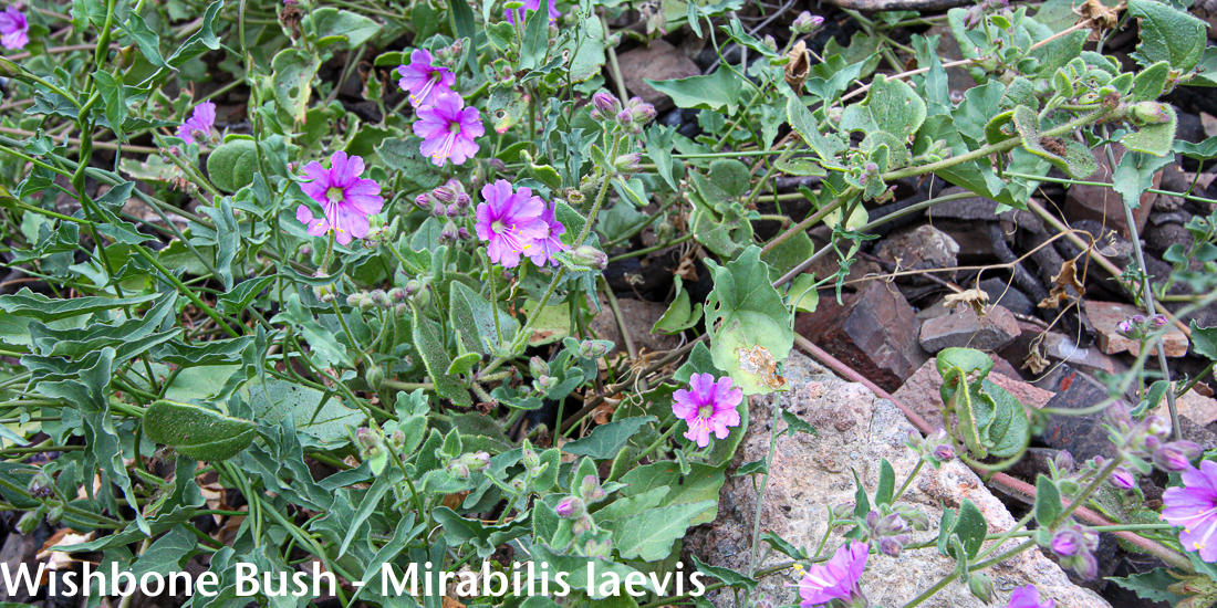 Image - Wishbone Bush