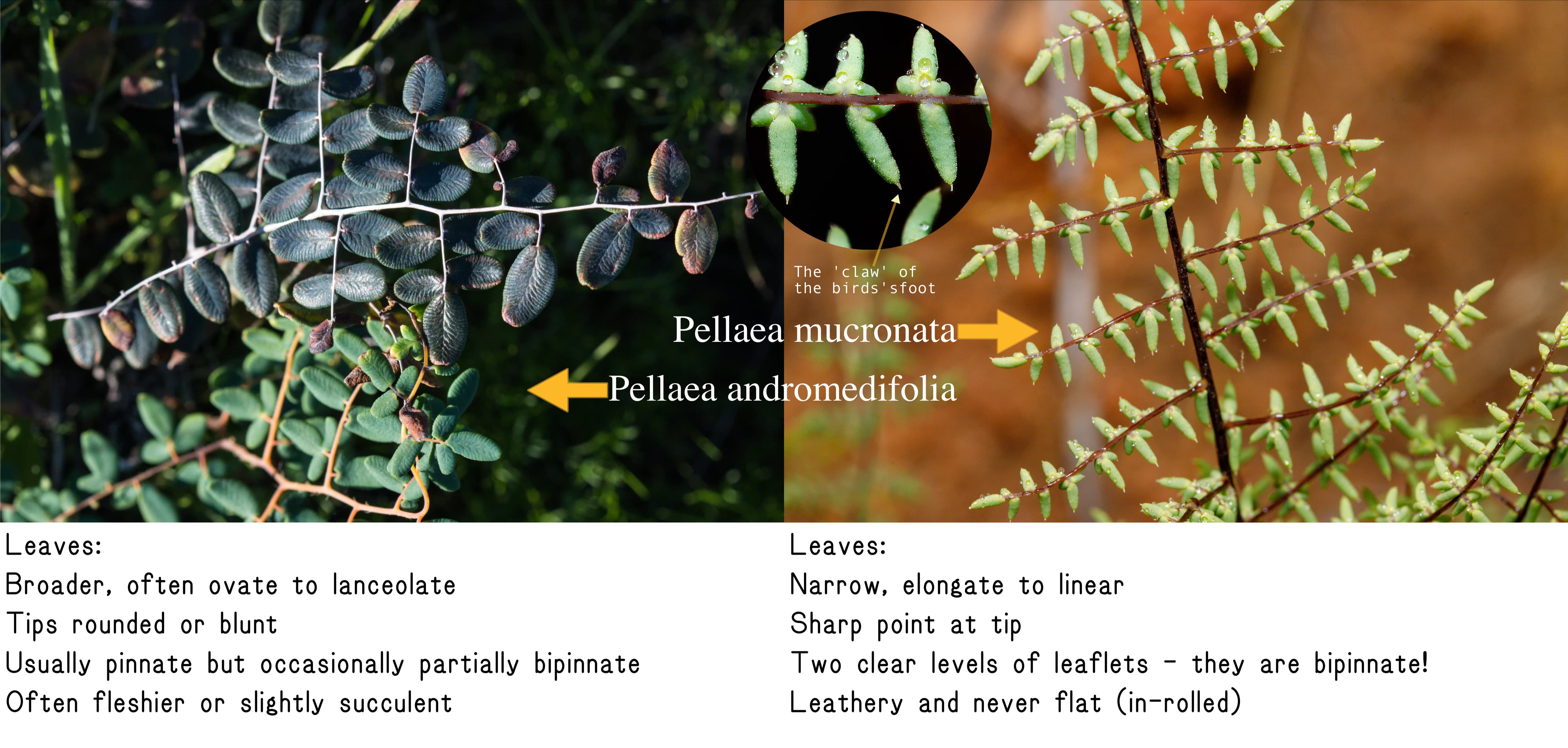image comparison of ferns