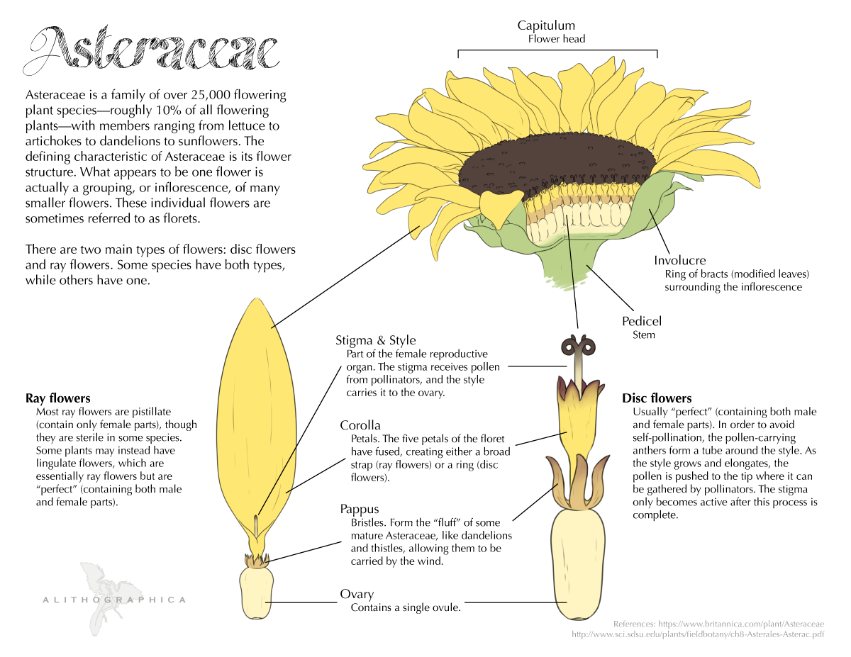 Structure Of Flower Of Sunflower In Cross Section Diagram Of Flower ...