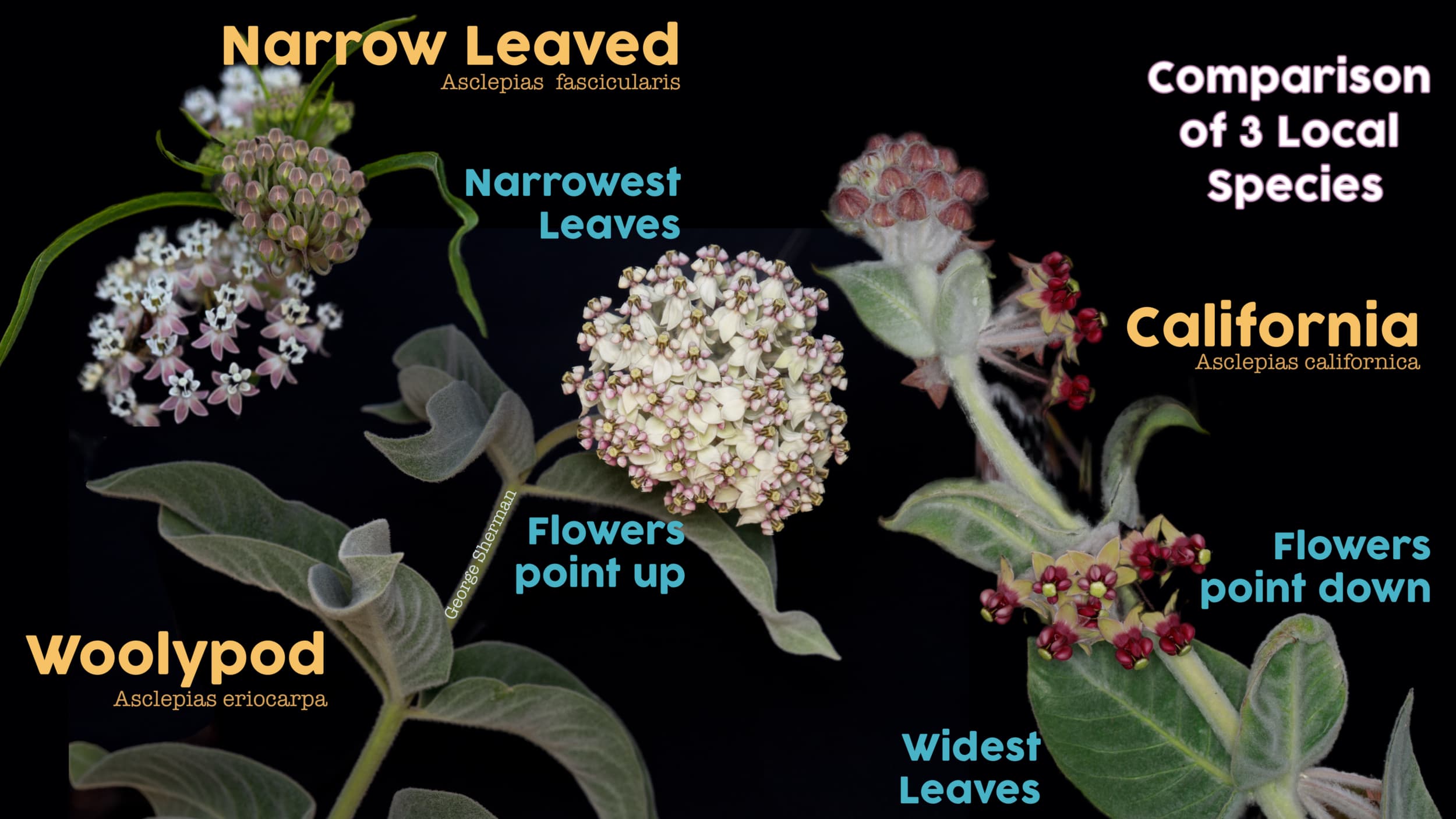 image showing 3 species of Milkweeds