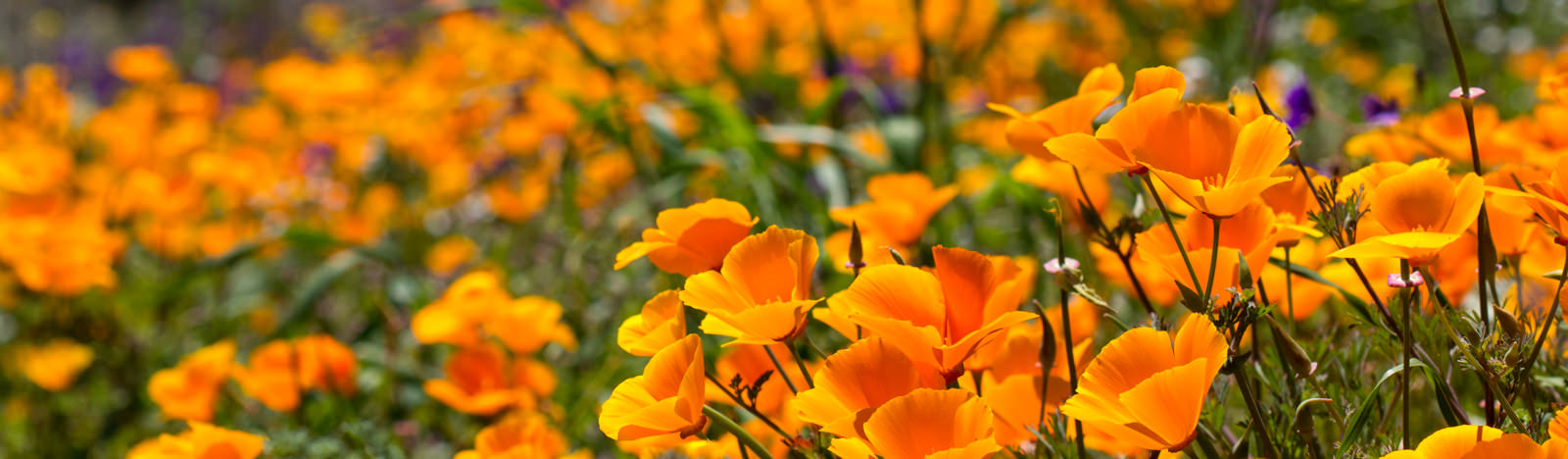 Image of California Poppies