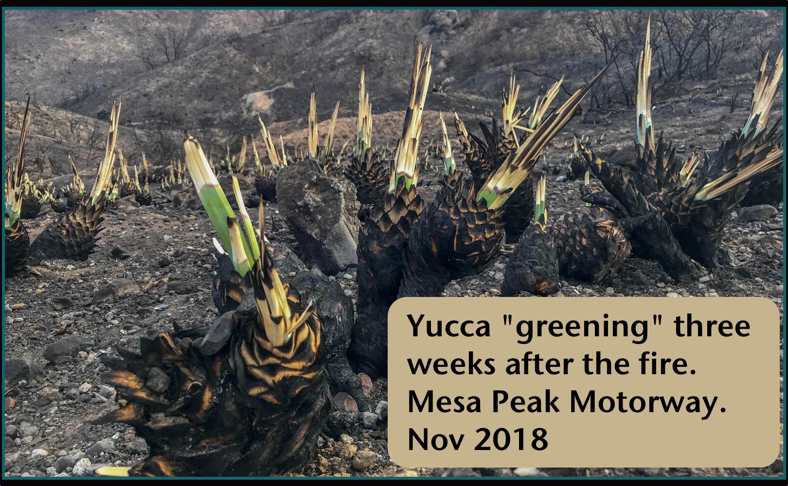 yucca greening two weeks after the fire