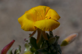 Image of Beach Evening Primrose Camissoniopsis cheiranthifolia