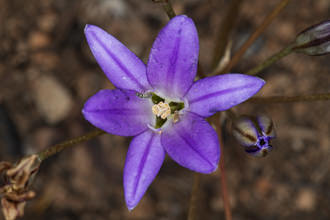 Image of Brodiaea Brodiaea terrestris
