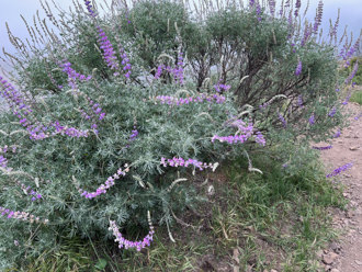 Image of Bush Lupine Lupinus longifolius