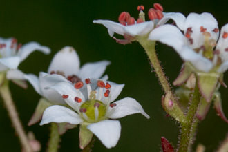 Image of California Saxifrage Micranthes californica
