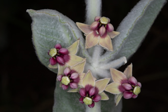 Image of California Milkweed Asclepias californica