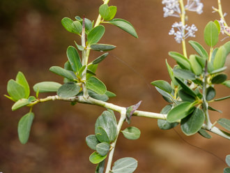 Image of Ceanothus White Thorn Ceanothus leucodermis