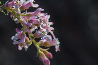 Image of Chaparral Currant Ribes malvaceum