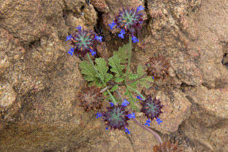 Image of Chia, Golden Chia Salvia columbariae