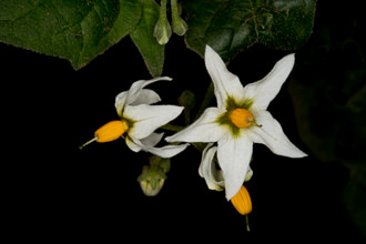 Image of Douglas Nightshade Solanum douglasii
