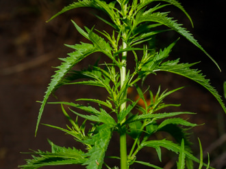Image of Durango Root Datisca glomerata