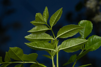 Image of Flowering Ash Fraxinus dipetala