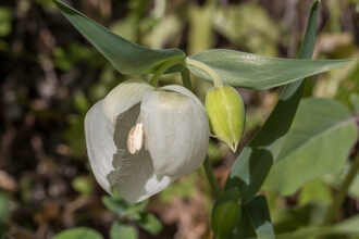 Image of Globe Lily Calochortus albus