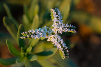 Image of Wild Heliotrope Heliotropium curassavicum