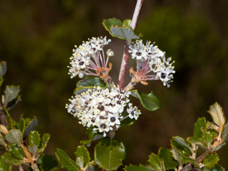 Image of Hoary Leaved Ceanothus Ceanothus crassifolius