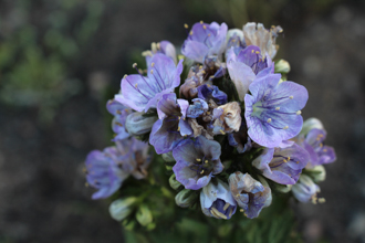 Image of Large-Flowered Phacelia Phacelia grandiflora