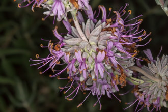 Image of Purple Sage Salvia leucophylla