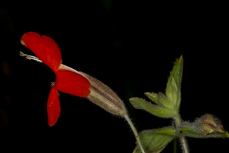 Image of Scarlet Monkey Flower Erythranthe cardinalis