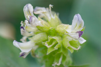 Image of Scurfpea Rupertia physodes