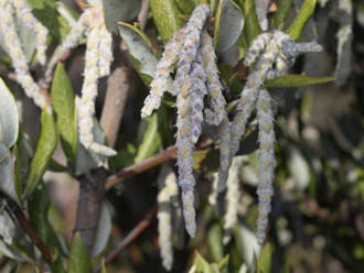 Image of Silk Tassel Bush Garrya veatchii