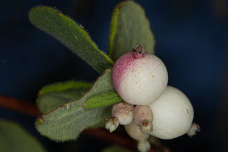 Image of Snowberry Symphoricarpos mollis