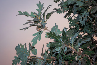 Image of Valley Oak Quercus lobata