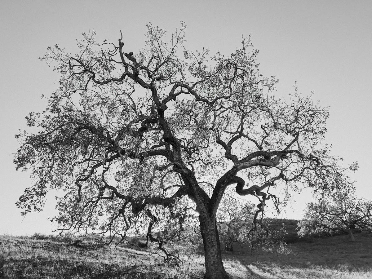 plant-of-the-month-valley-oak