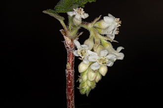 Image of White Chaparral Currant Ribes indecorum