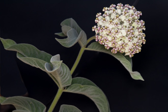 Image of Woolypod Milkweed Asclepias eriocarpa