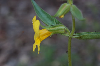 Image of Yellow Monkey Flower Diplacus brevipes