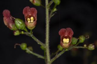 Image of Bee Plant Scrophularia californica