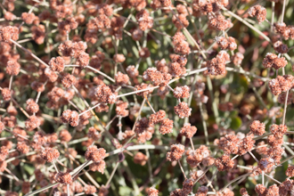 Image of California Buckwheat Eriogonum fasciculatum