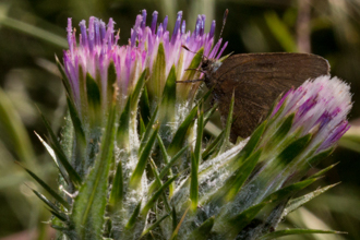 Image of California Thistle Cirsium occidentale var. californ