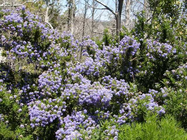 Image of Ceanothus Ceanothus Species