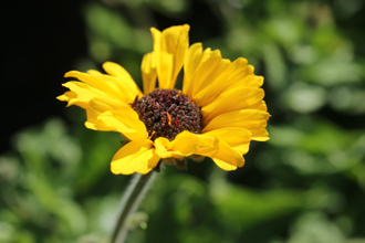 Image of Bush Sunflower Encelia californica