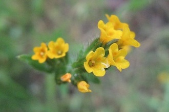 Image of Common Fiddleneck Amsinckia intermedia