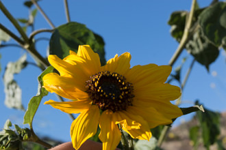Image of Common Sunflower Helianthus annus 